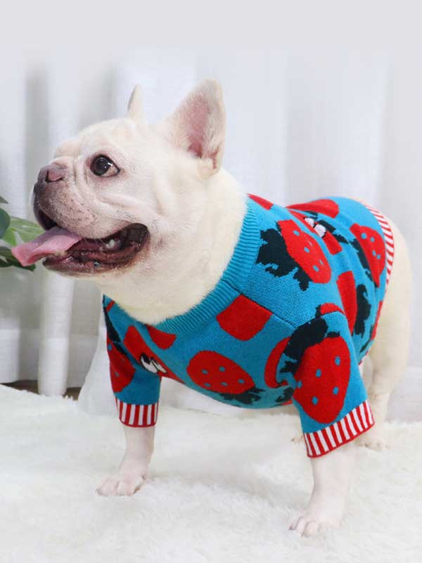 New autumn and winter dog clothes bulldog sweater strawberry cartoon short body fat dog method fighting autumn sweater 107-222041 gmtpet.shop