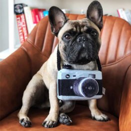New Pet Products 2020 Pet Plush Toy Dog Camera Photo Props For Pet Pet products factory wholesaler, OEM Manufacturer & Supplier gmtpet.shop
